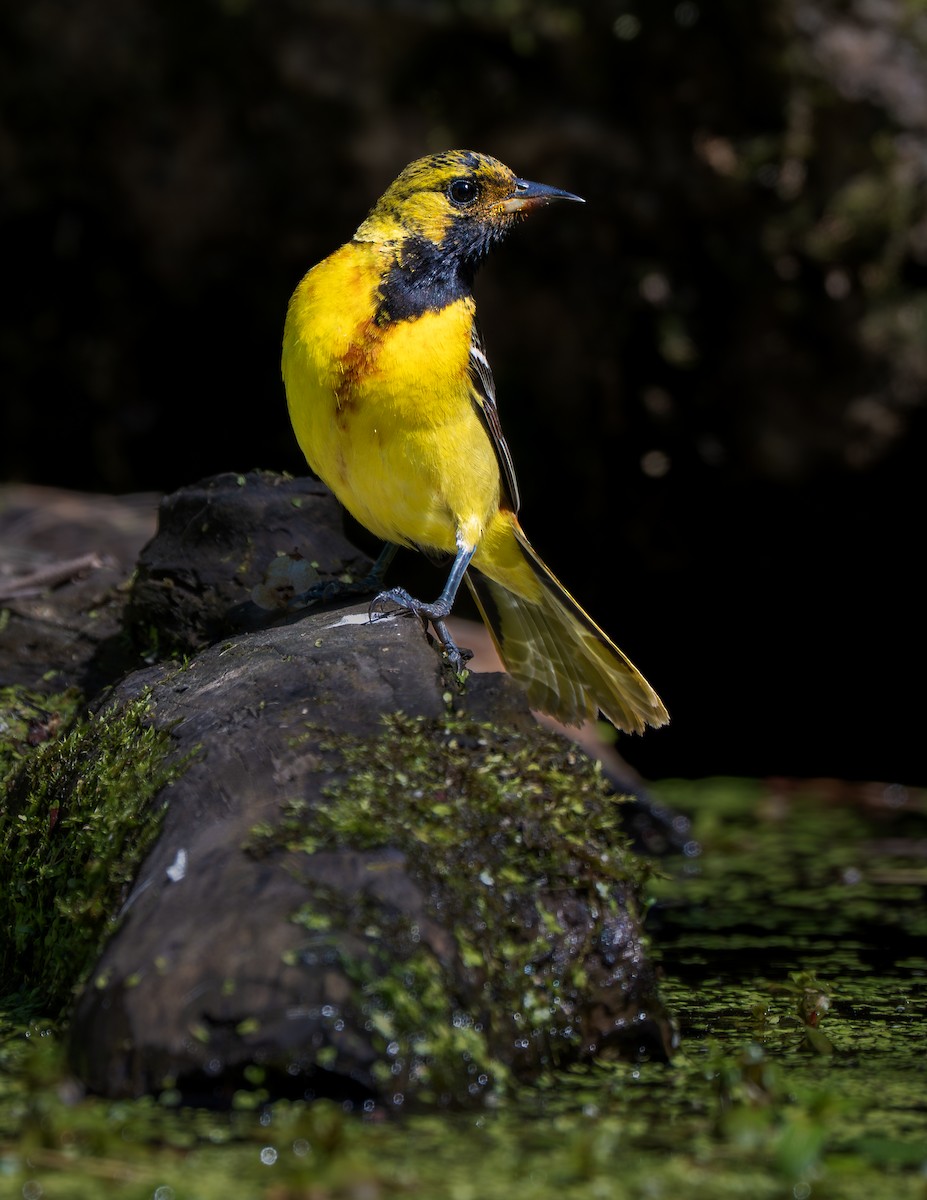 Orchard Oriole - ML645646189