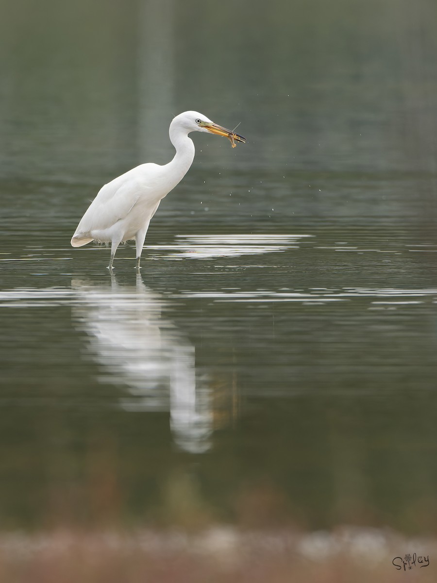 Chinese Egret - ML645646191