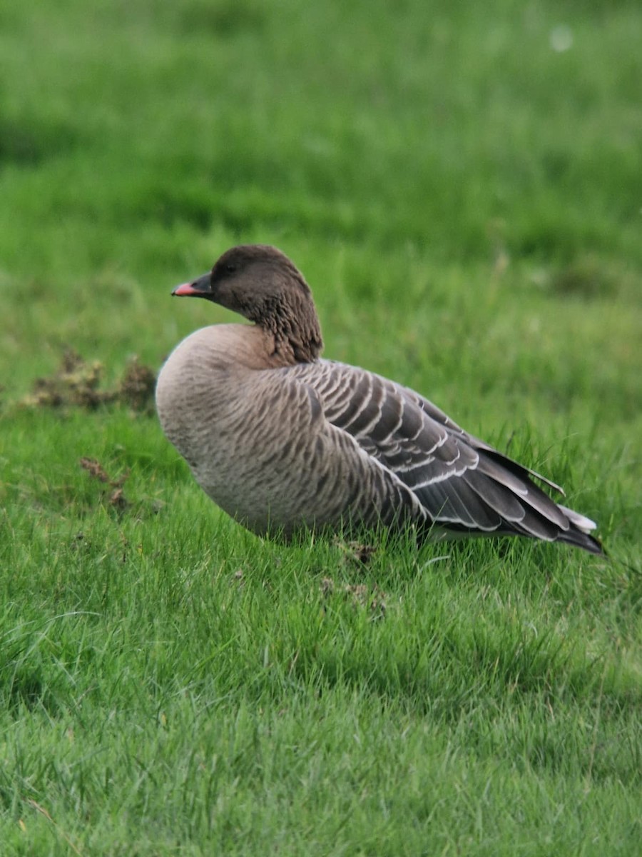 Pink-footed Goose - ML645646195
