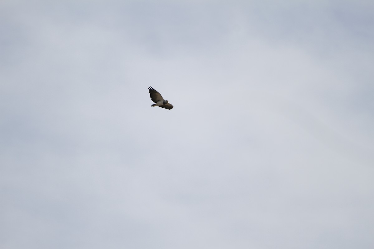 Black-chested Buzzard-Eagle - ML645646201