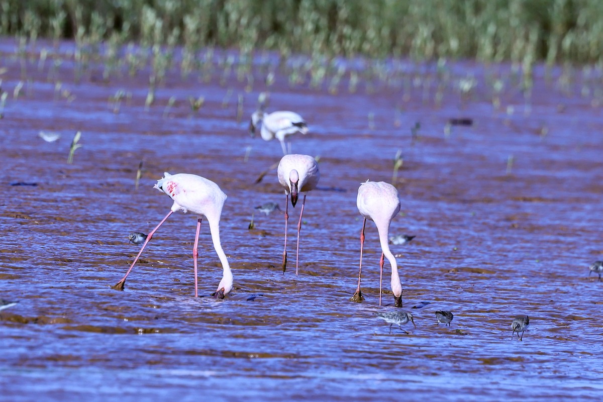 Lesser Flamingo - ML645646202