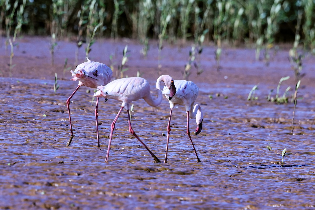 Lesser Flamingo - ML645646203