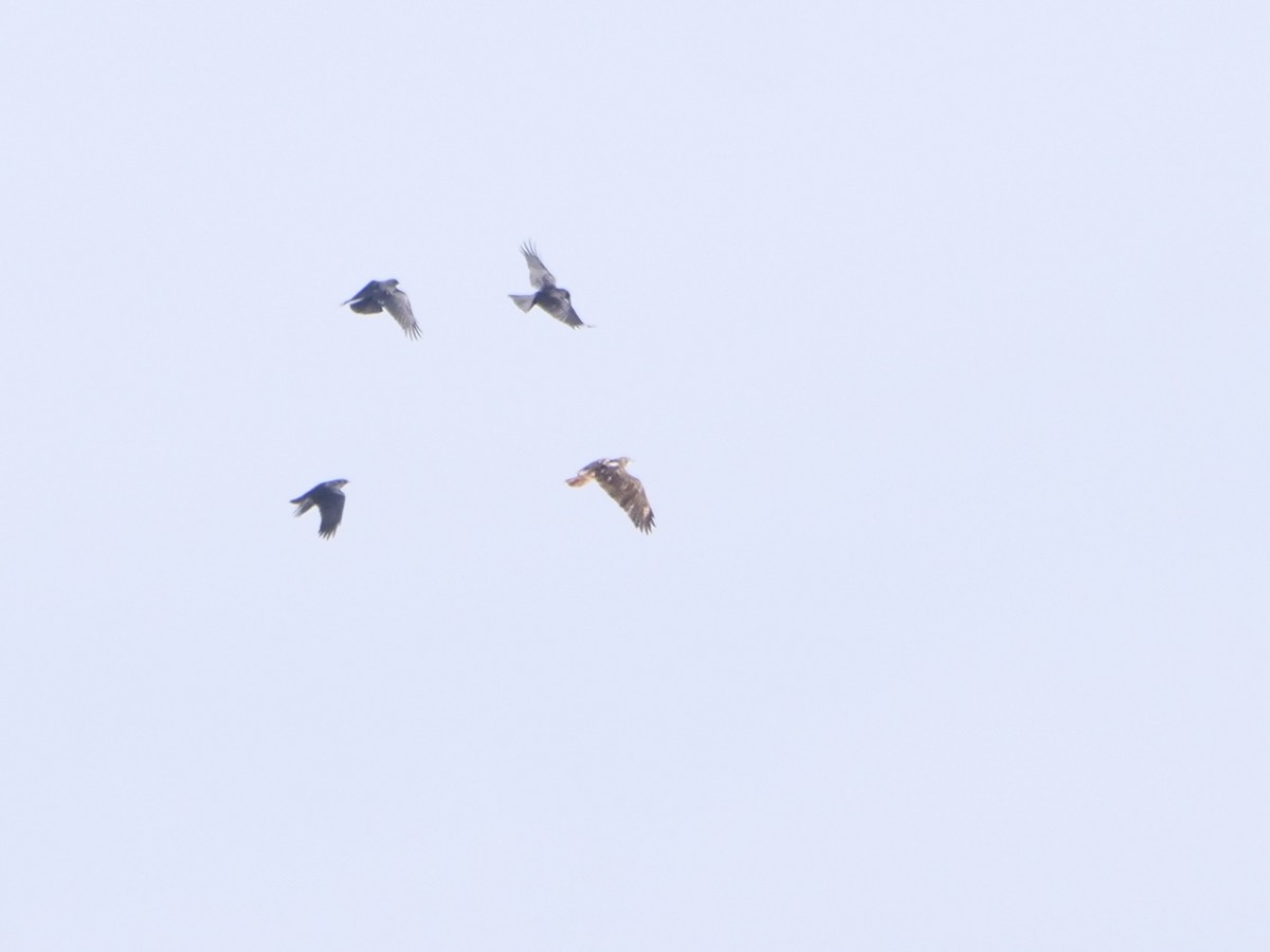 Red-tailed Hawk - ML645646205