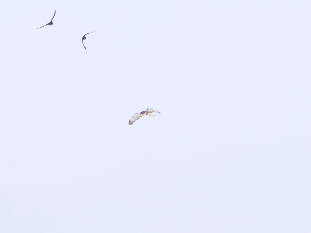 Red-tailed Hawk - ML645646206