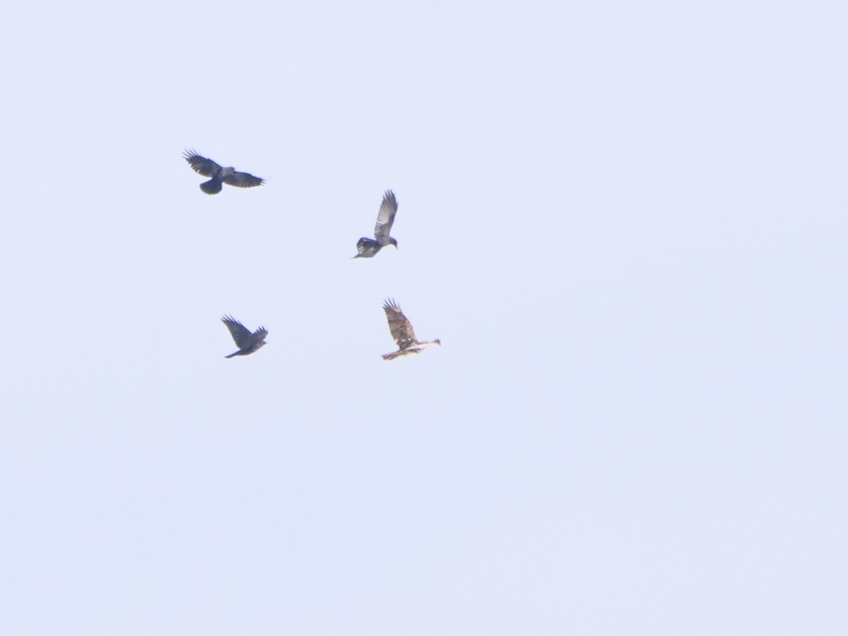 Red-tailed Hawk - ML645646208