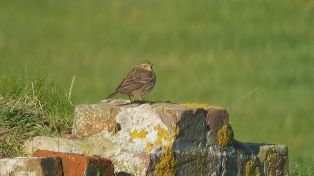 Скальный конёк - ML645646210