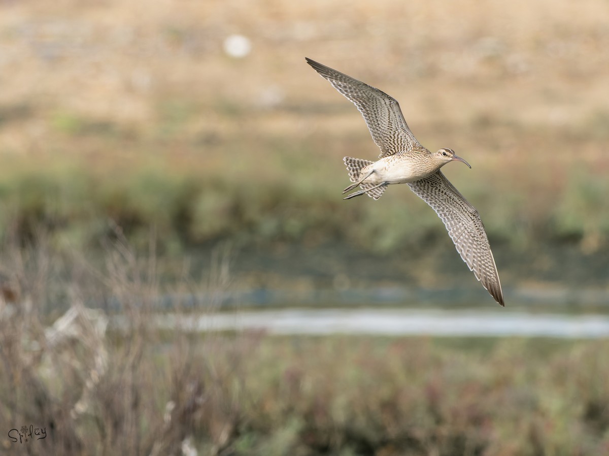 中杓鷸(variegatus) - ML645646211