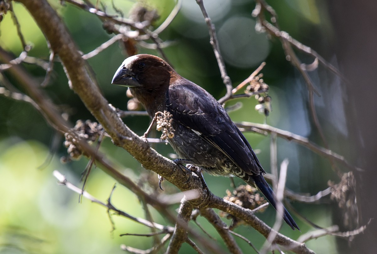 Grosbeak Weaver - ML645646212