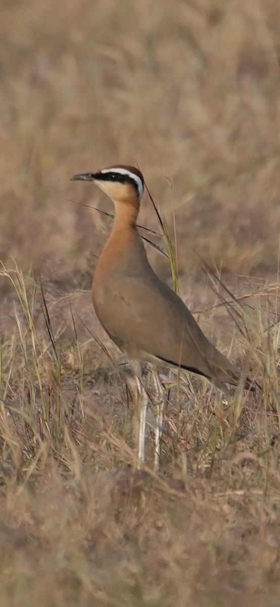 Indian Courser - ML645646214