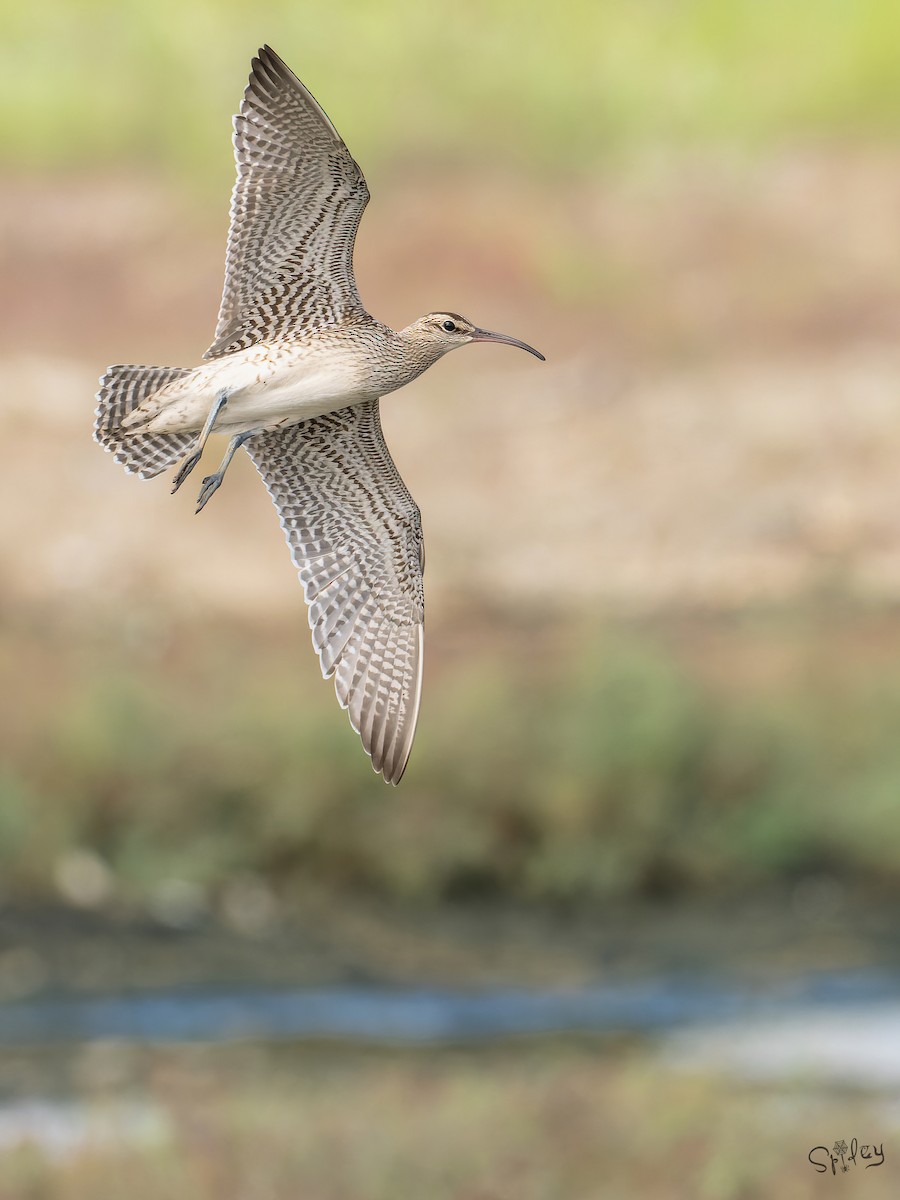 中杓鷸(variegatus) - ML645646221