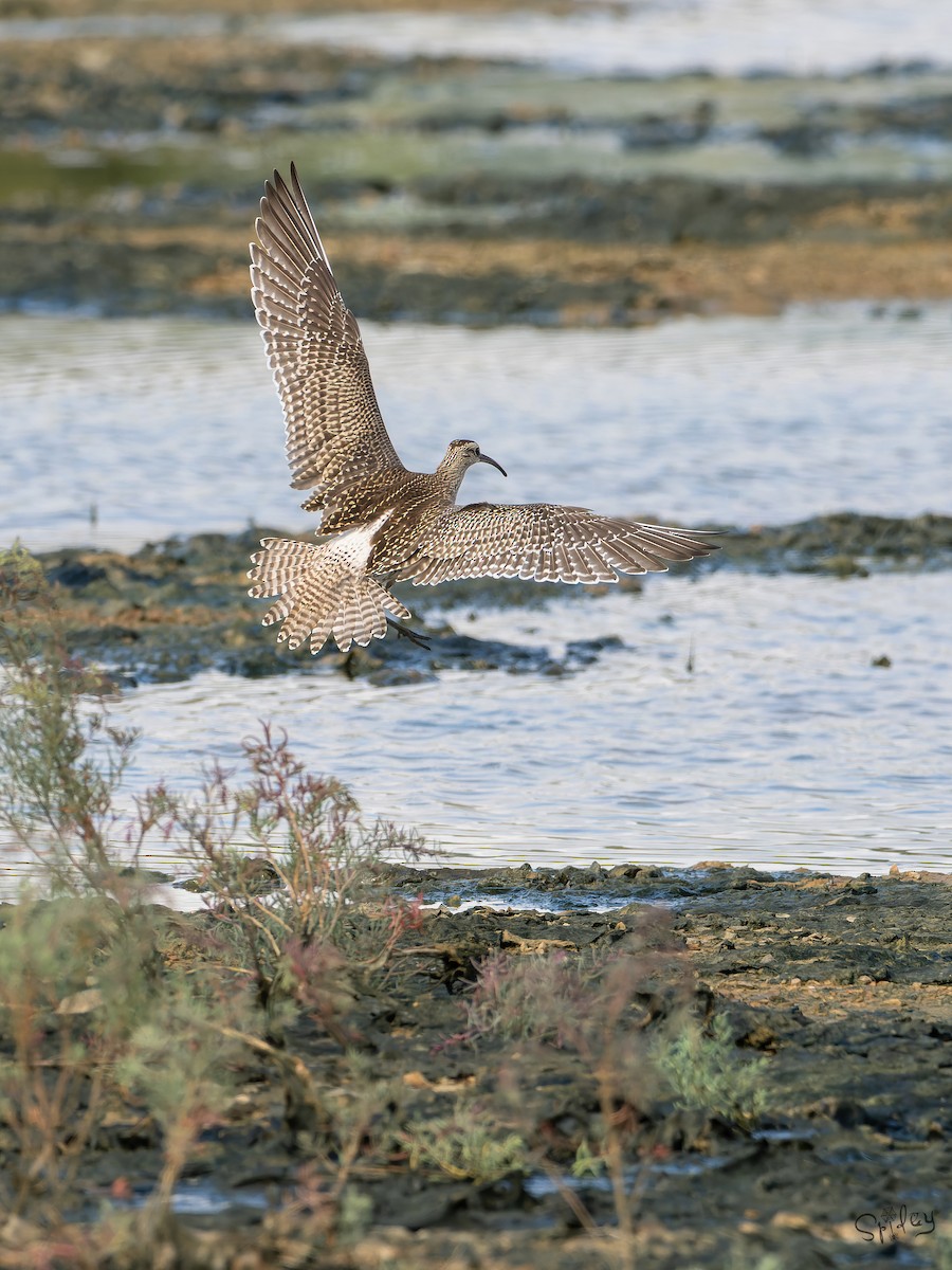 中杓鷸(variegatus) - ML645646222