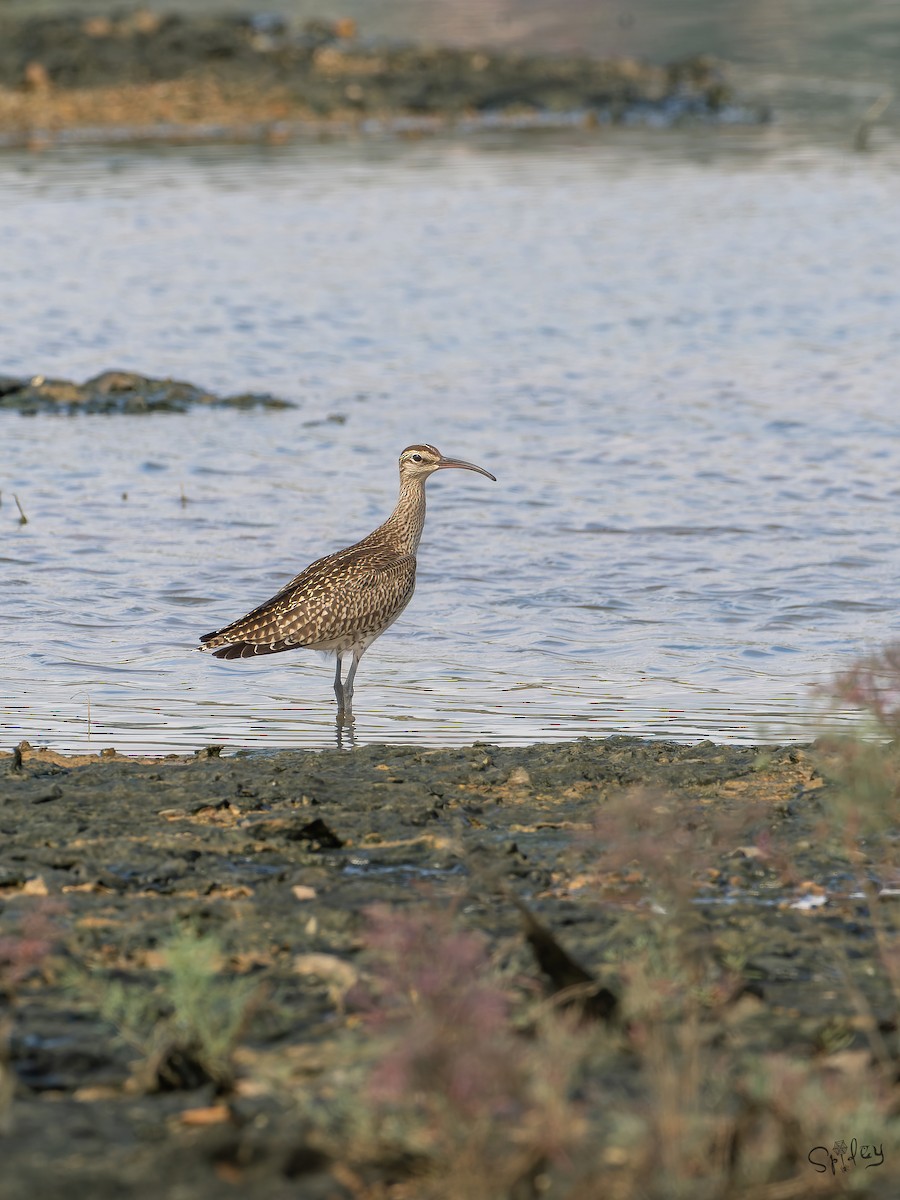 中杓鷸(variegatus) - ML645646223