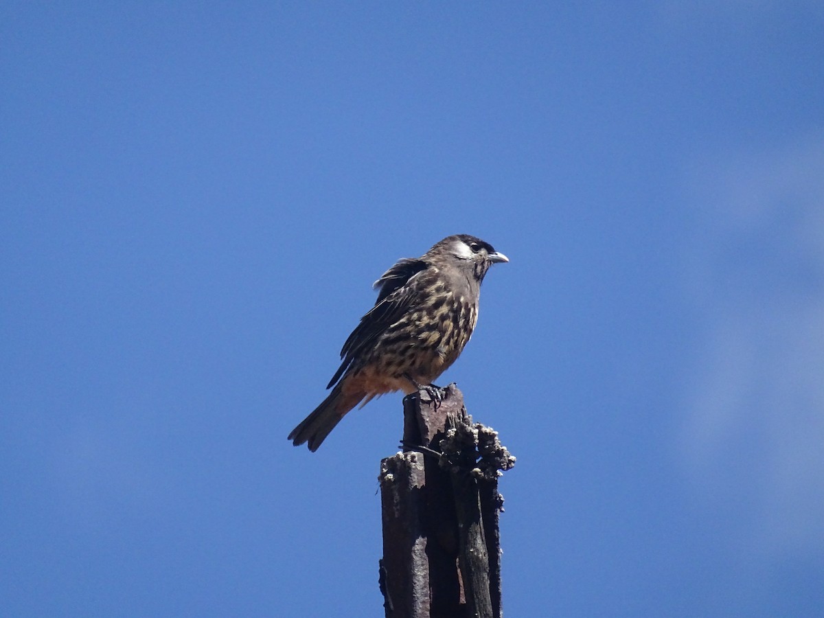 White-cheeked Cotinga - ML645646225