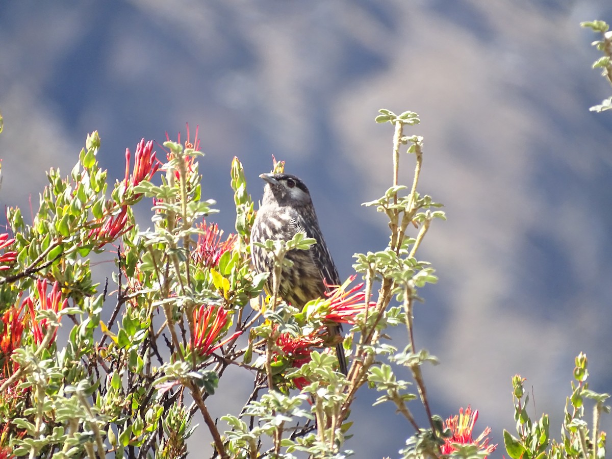 White-cheeked Cotinga - ML645646226