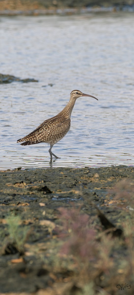 中杓鷸(variegatus) - ML645646227