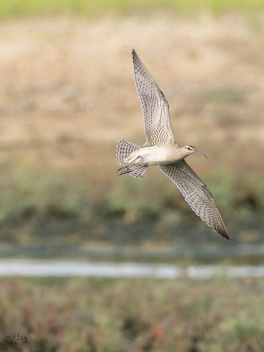 中杓鷸(variegatus) - ML645646228