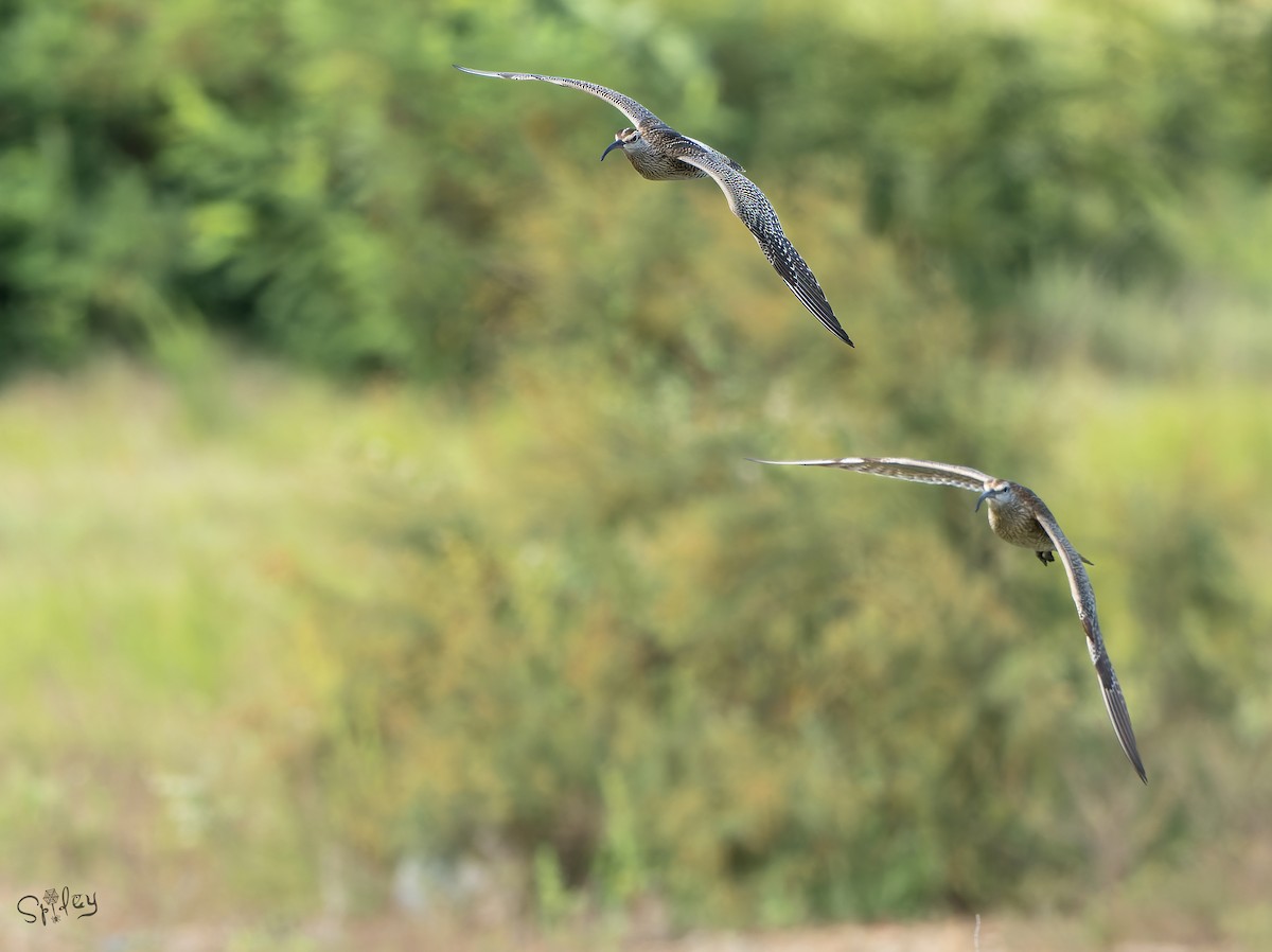 中杓鷸(variegatus) - ML645646235