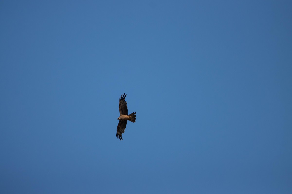 Шуліка чорний [група migrans] - ML645646237