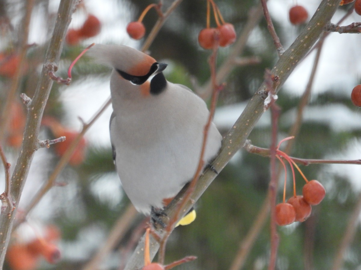 Bohemian Waxwing - ML645646240