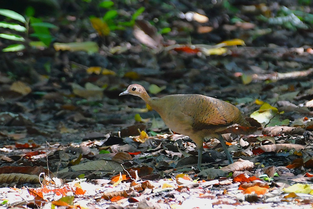 Great Tinamou - ML645646241