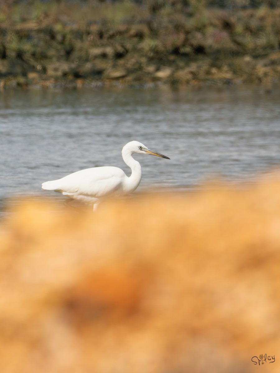 カラシラサギ - ML645646244