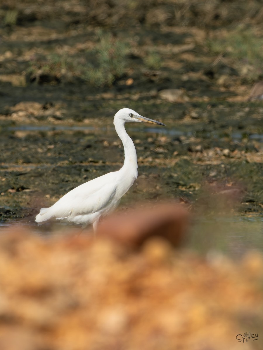 カラシラサギ - ML645646245