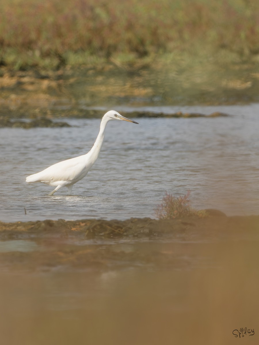 カラシラサギ - ML645646246