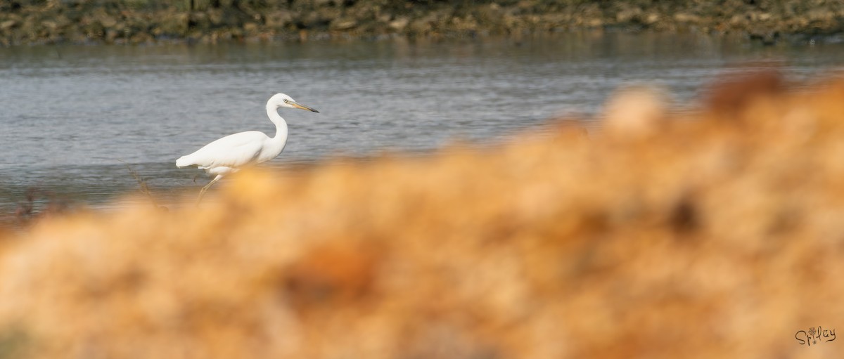カラシラサギ - ML645646249