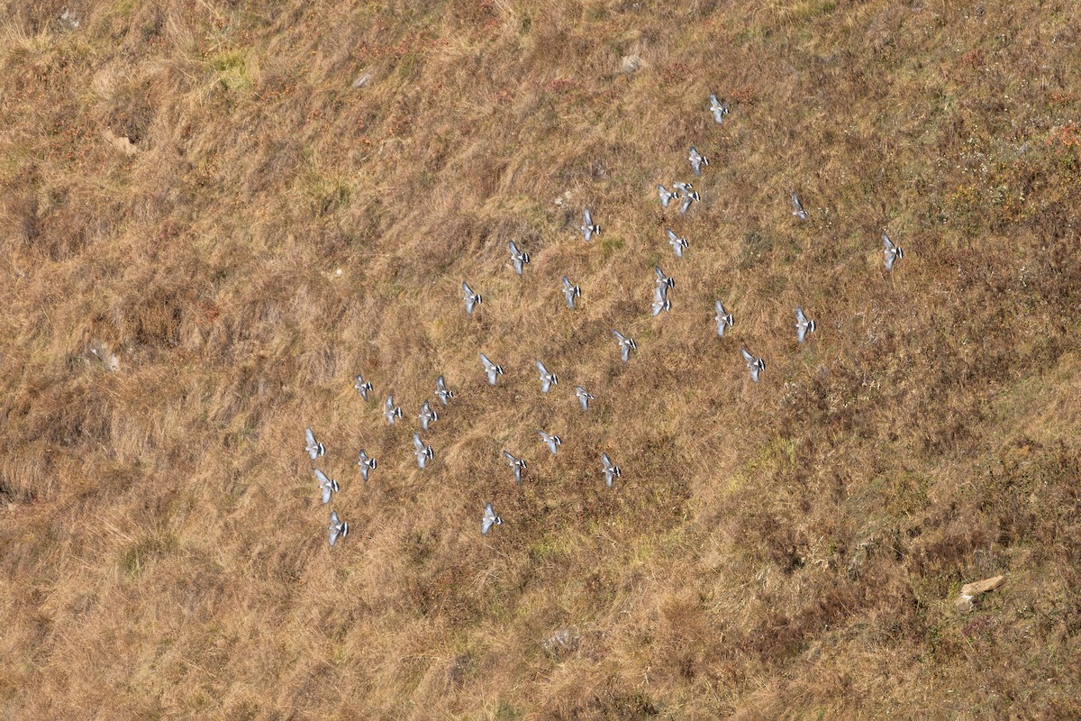 holub sněžný - ML645646271