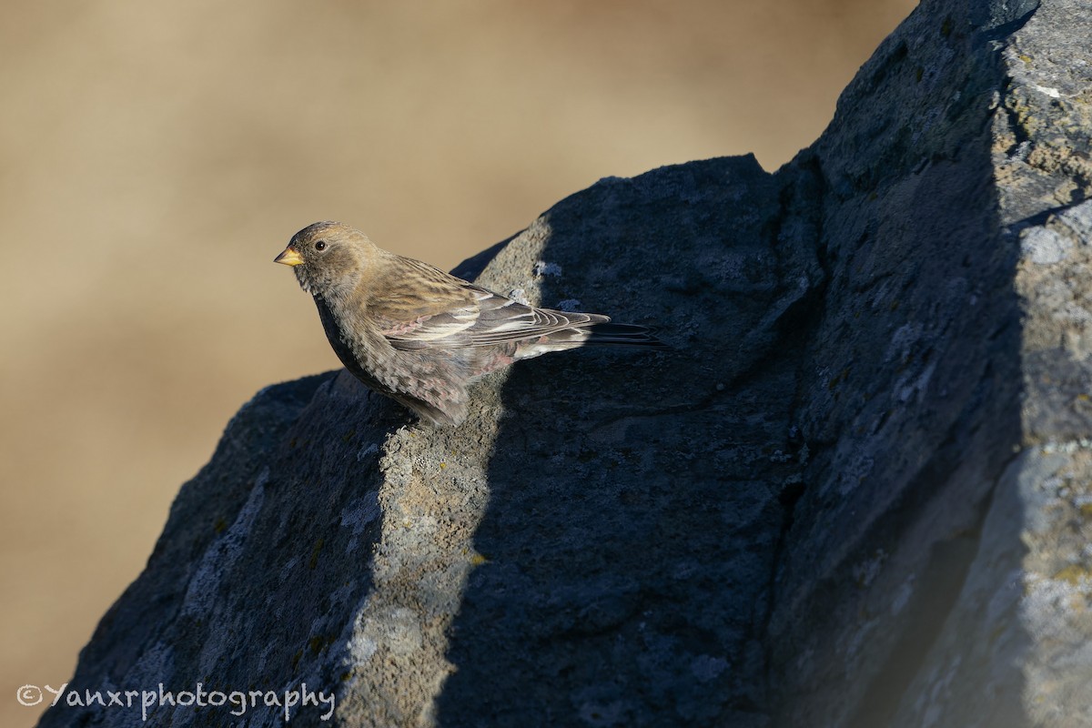 Asian Rosy-Finch - ML645646286