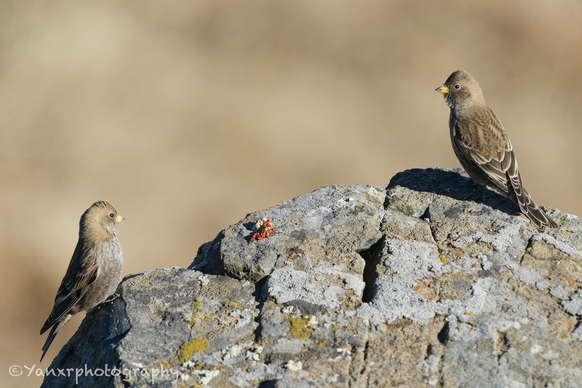 Asian Rosy-Finch - ML645646287