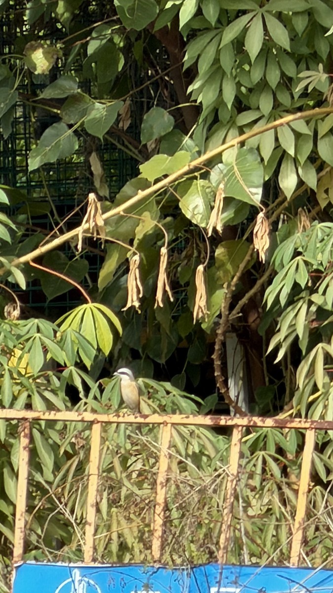 Long-tailed Shrike - ML645646289