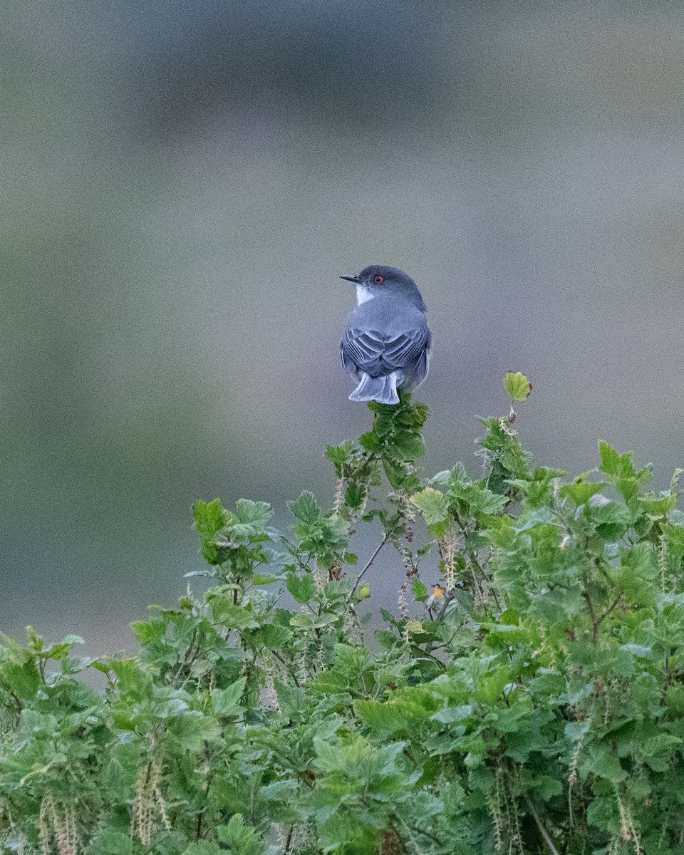 Fire-eyed Diucon - ML645646290