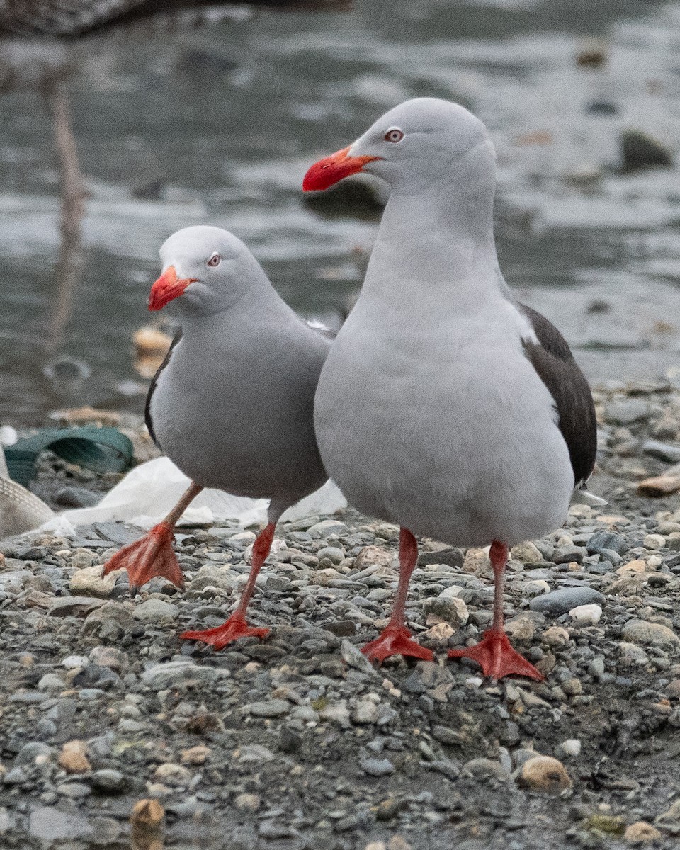 Dolphin Gull - ML645646293