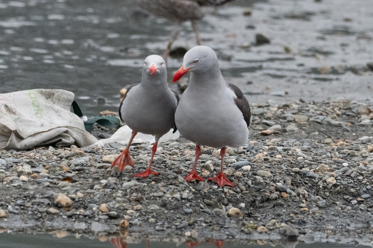 Dolphin Gull - ML645646294
