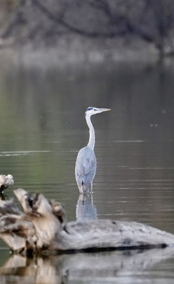 Gray Heron - ML645646296