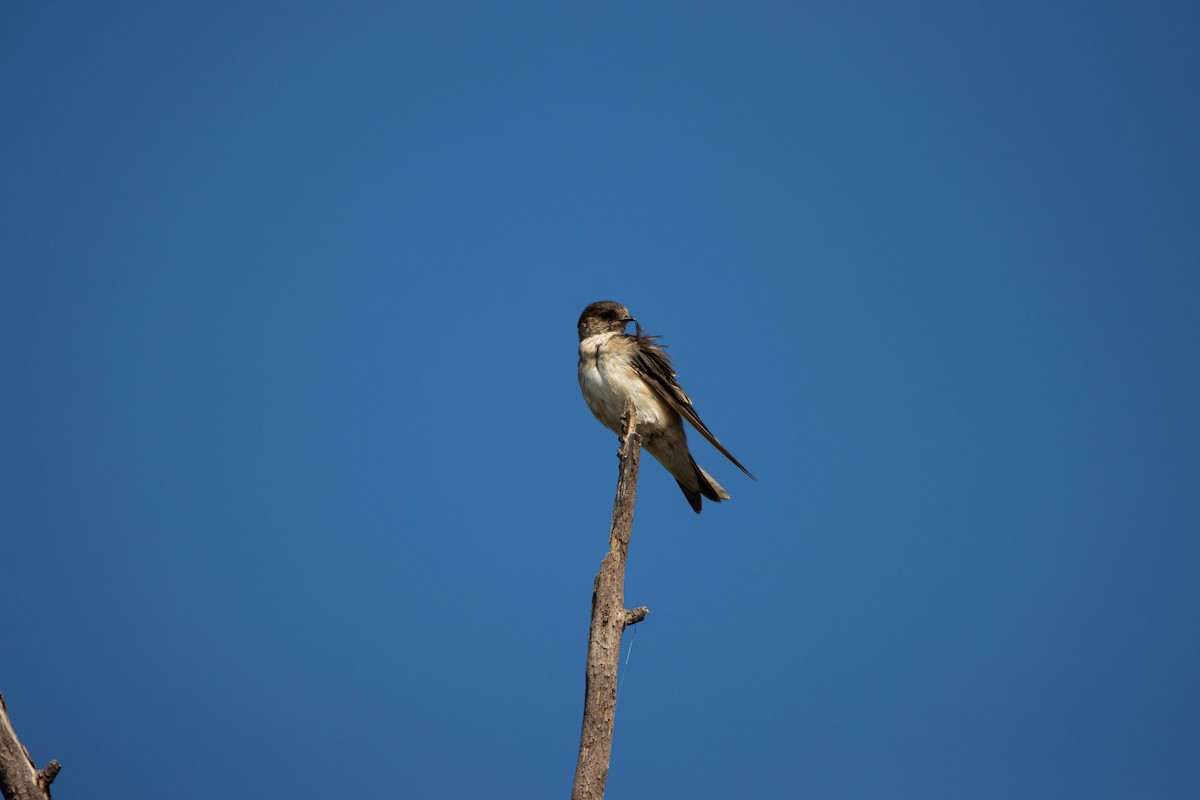 Tree Martin - ML645646298