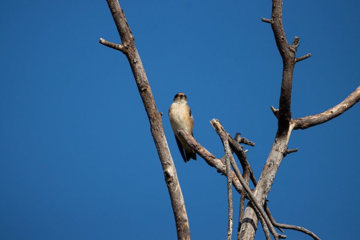 Tree Martin - ML645646299