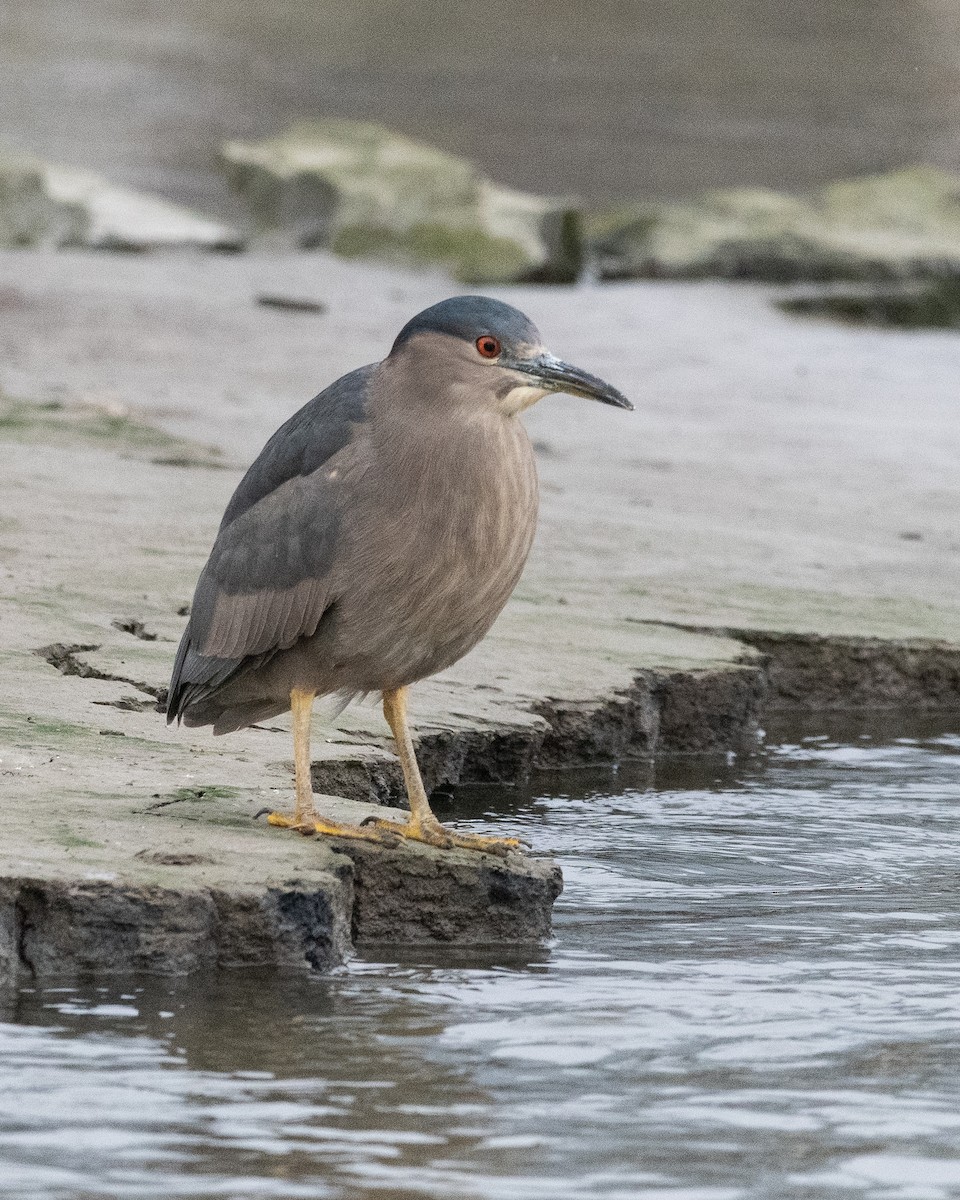 Black-crowned Night Heron - ML645646300