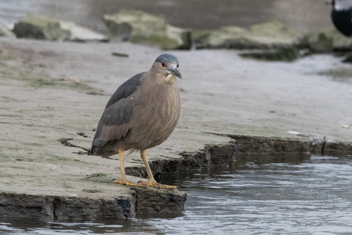 Black-crowned Night Heron - ML645646301
