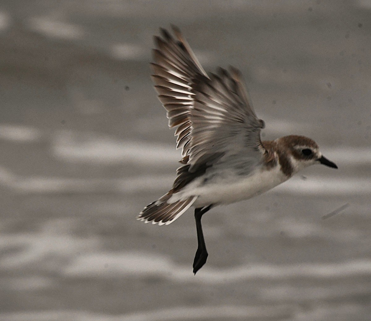 Tibetan Sand-Plover - ML645646302