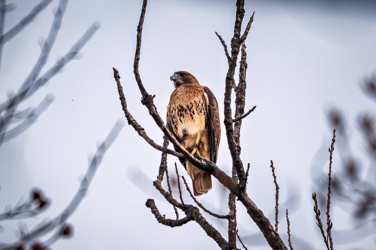 Red-tailed Hawk - ML645646303