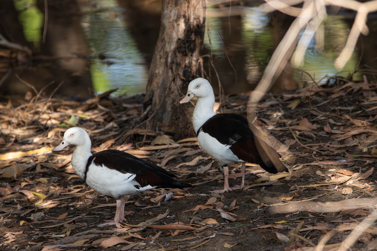 Radjah Shelduck - ML645646304