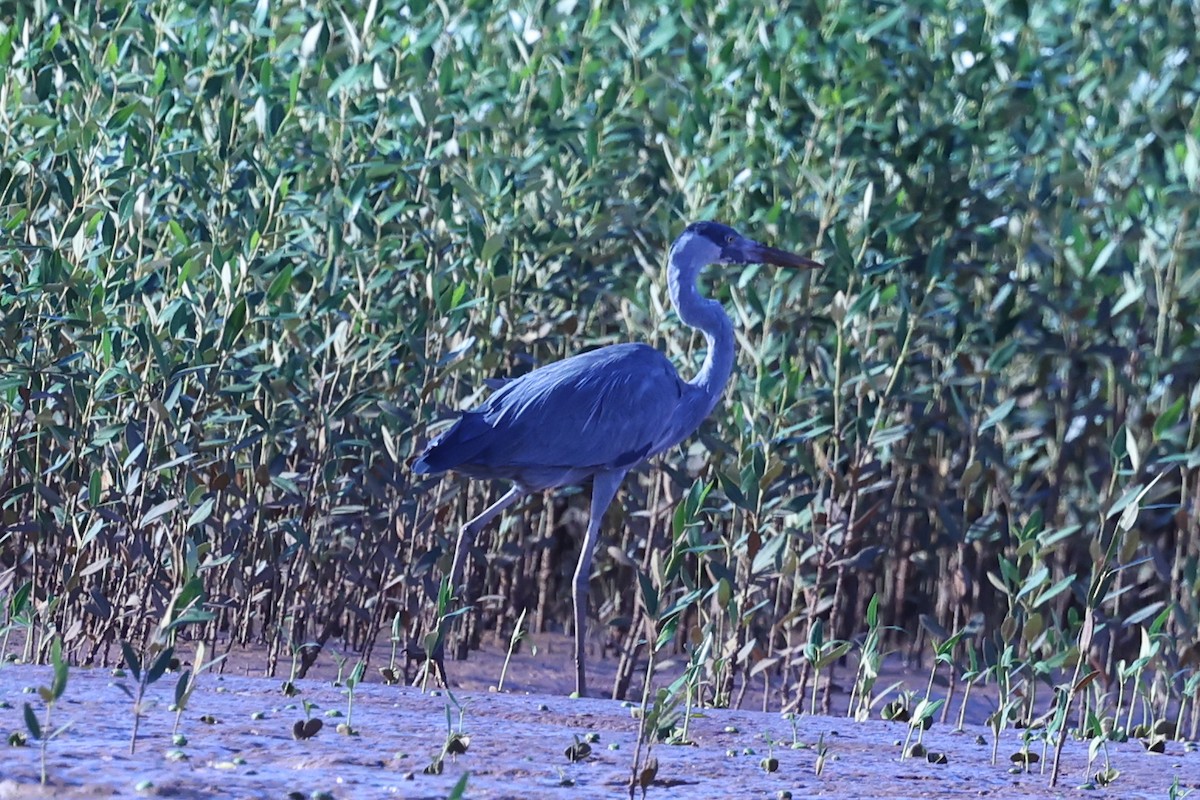 Humblot's Heron - ML645646307