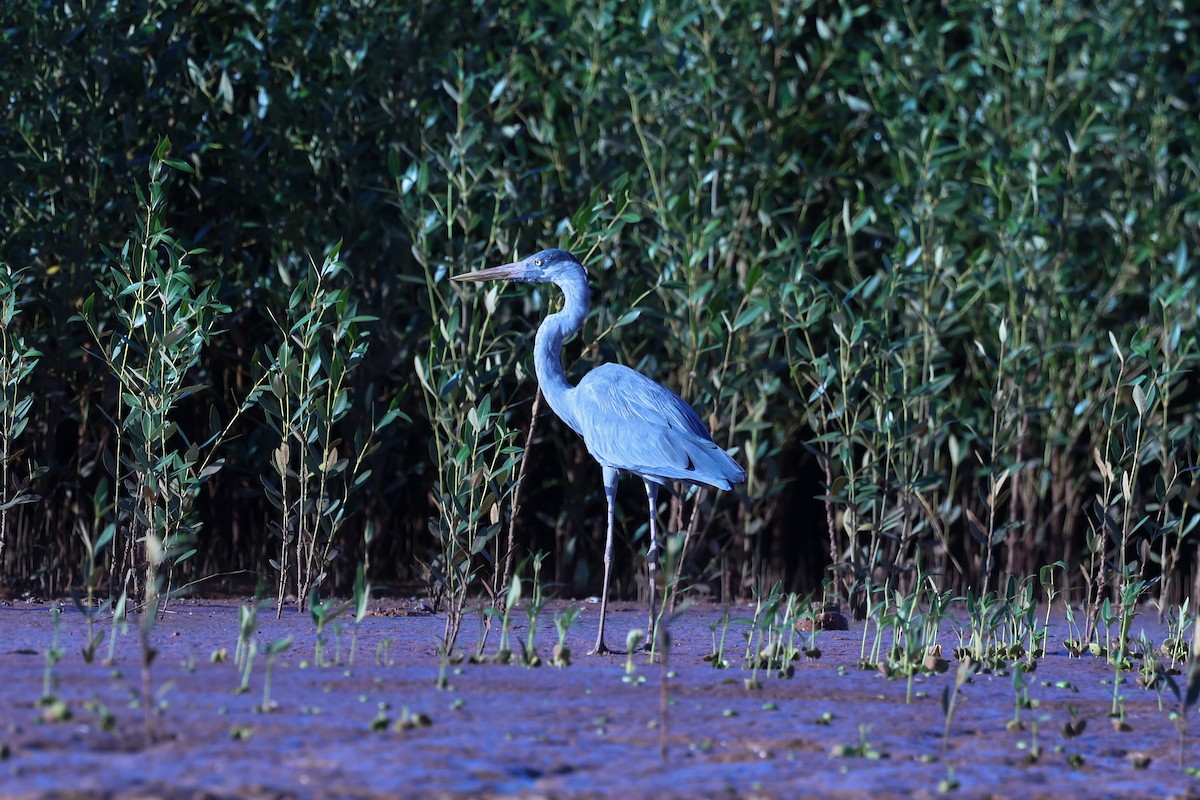 Humblot's Heron - ML645646308