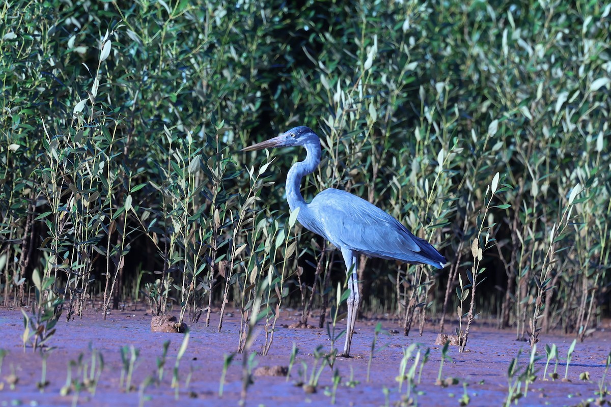 Humblot's Heron - ML645646309