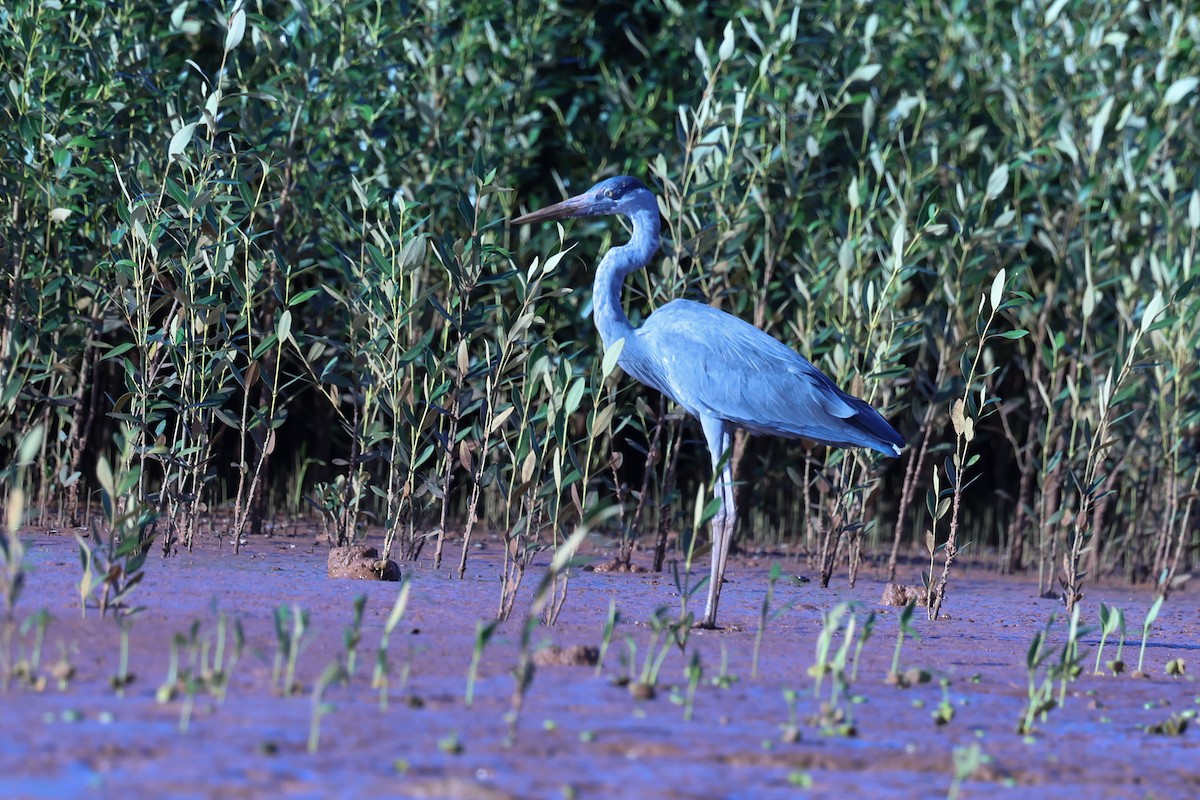 Humblot's Heron - ML645646310