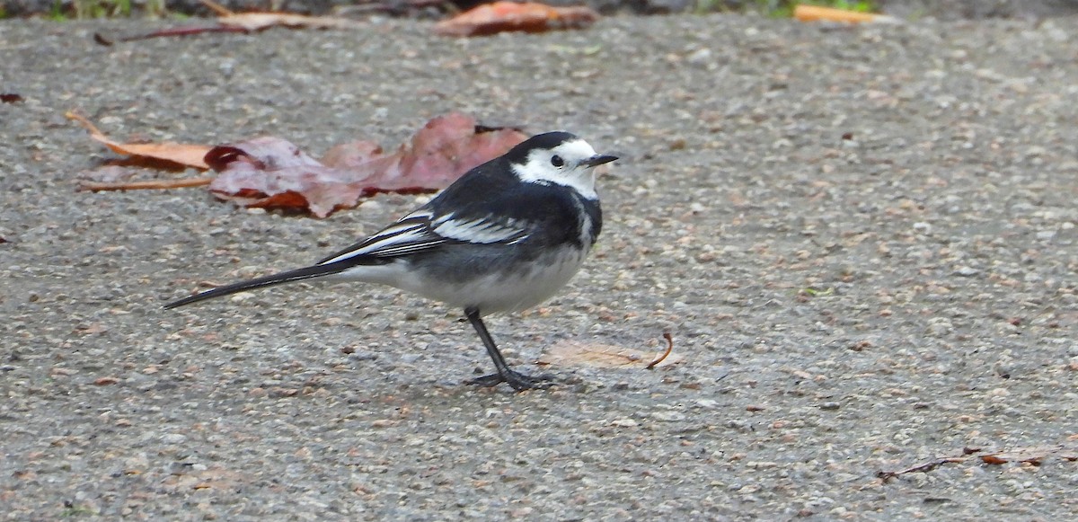 White Wagtail (British) - ML645646311