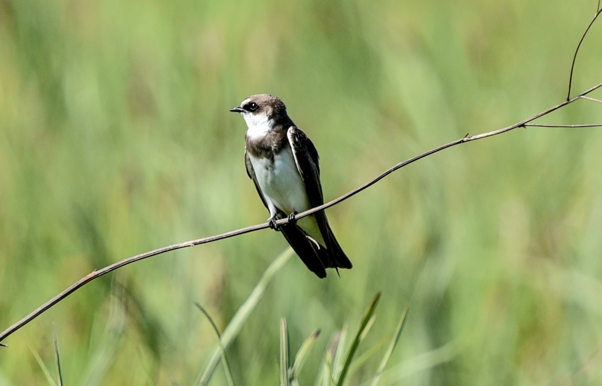 Banded Martin - ML645646312