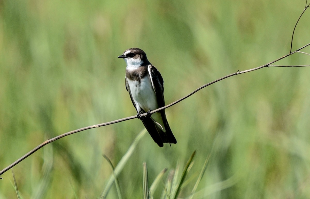 Banded Martin - ML645646313
